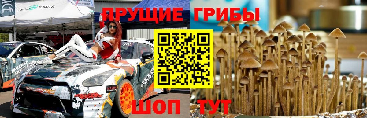 Псилоцибиновые грибы Cubensis Заводоуковск